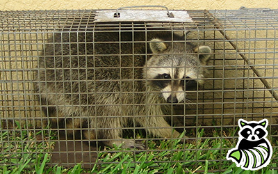 Cooke County trapping